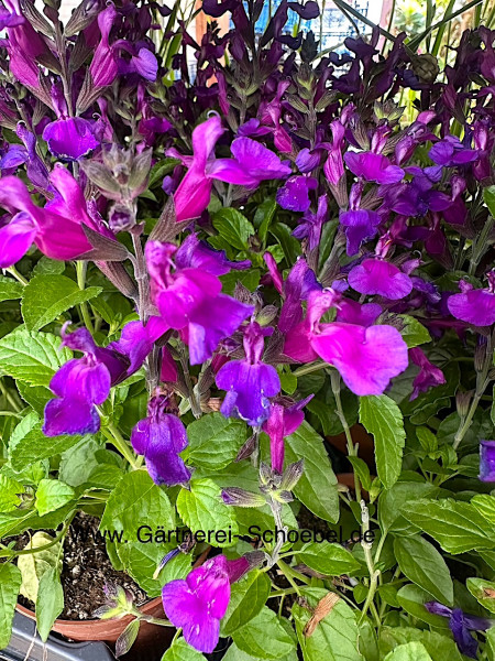Salvia gregii „blau“ (i. 12cmT.), Pfirsichsalbei