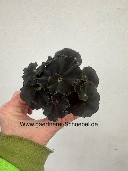 Begonia rex „Black Mambo“ (i.6cmT.), schwarze Blattbegonie