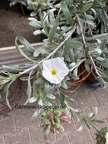 Convolvulus cneorum (i.17cmT), Silberwinde