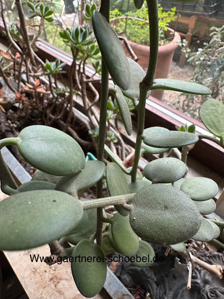 Xerosycios perriery (i.5 cmT.), Silber Dollar Pflanze, Vine