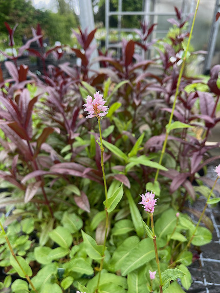 Bistorta - Persicaria -Polygonum officinalis „Superba“ (i.12cmT.), Wiesenknöterich