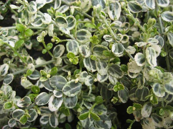 Euonimus fortunei "Silver Carpet" (i.10cmT.) Kriechspindelstrauch