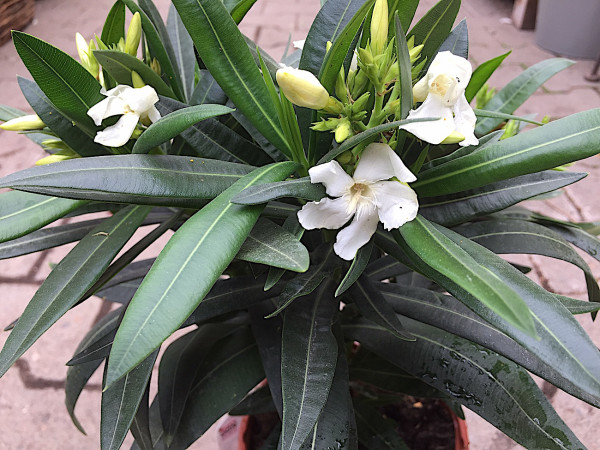 Nerium oleander „weiß offene Blüte“ (i.3l T.)