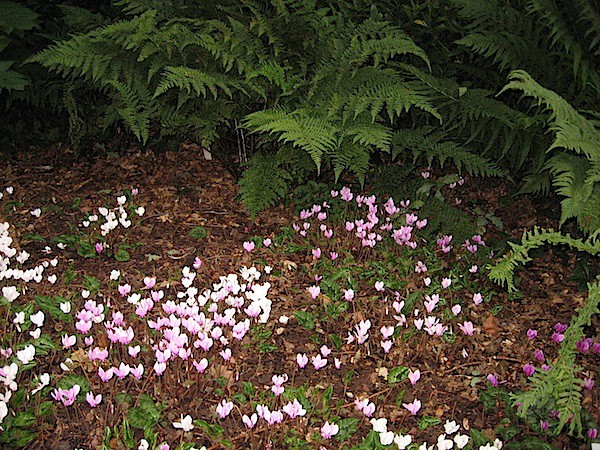 Cyclamen hederifolium "Mix im 12 er Pack" (i.9cmT.)