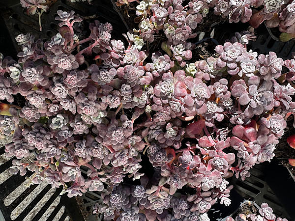 Sedum spath. „Purpureum“ (i.12cmT.), Röschen Sedum