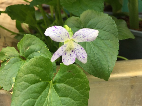 Viola sororia „Freckles“(i.10,5cmT.), Pfingst Veilchen