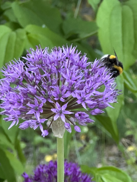 Allium aflat. „„Purple Sensation“(1 pro 10cmT)