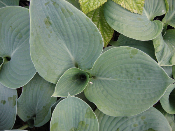 Hybride "Bressingham Blue" (i.9cmT.) Blaublatt - Funkie